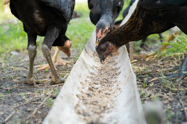 Çiftlikte Bir Tavuk Sürüsü Yemek Yiyor — Stok fotoğraf