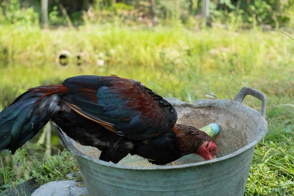 Roosters Farm Eating — Stock Photo, Image