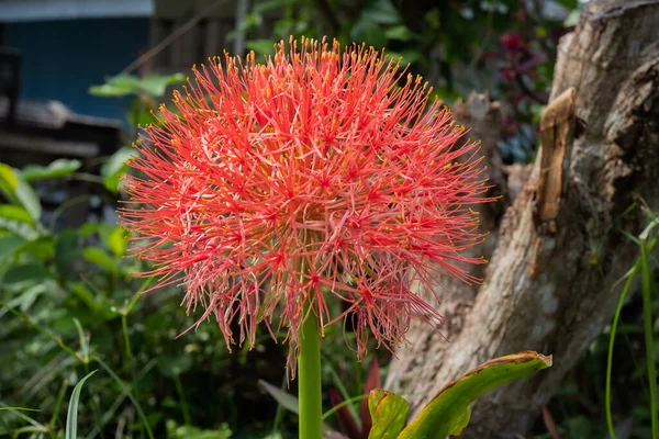 Scadoxus Multiflorus Μεγαλώνει Έναν Κήπο Θολή Φόντο Μακρο Βολή — Φωτογραφία Αρχείου