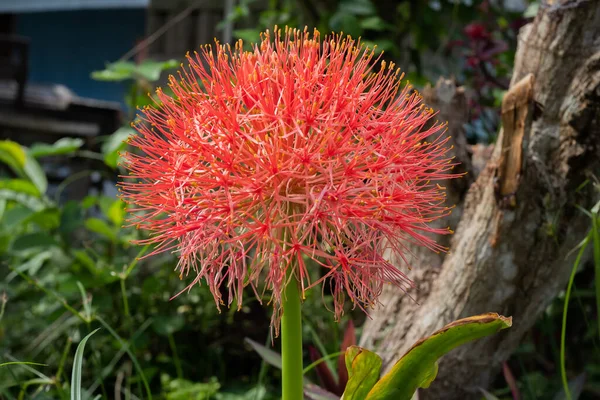 Scadoxus Multiflorus Μεγαλώνει Έναν Κήπο Θολή Φόντο Μακρο Βολή — Φωτογραφία Αρχείου