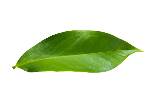 Syzygium Malaccense Leaf White Background — Stock Photo, Image