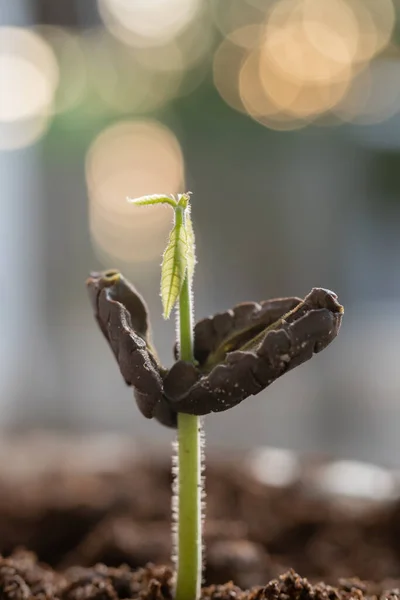 Плантации Начинают Расти Молодые Семена Какао Деревьев Концепция Охраны Природы — стоковое фото