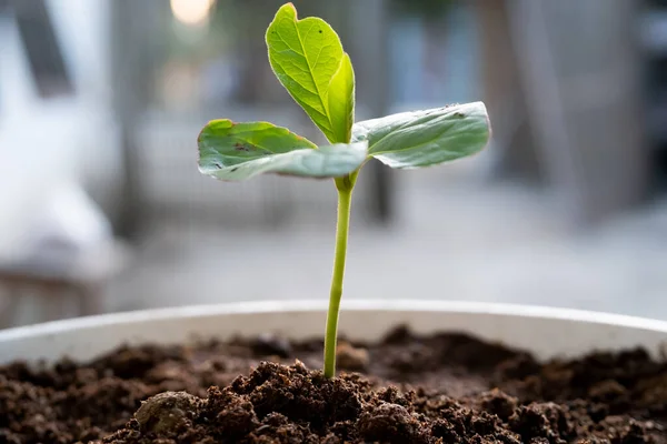 stock image A small cotton tree plant begins to grow in the fertile soil. Concept of nature, environment, and natural environment preservation