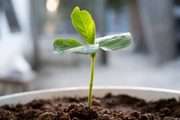 Termékeny Talajban Egy Kis Gyapotfa Növény Kezd Növekedni Természet Környezet — Stock Fotó