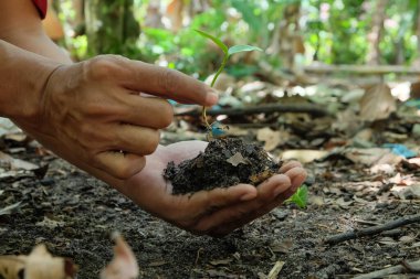 Yeşil bitkiler, çiftçilerin ellerinde organik topraklardaki tohumlardan büyümeye başlar.