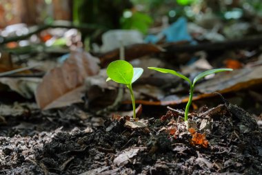 Yeşil filizlenme bitkileri organik topraklardaki tohumlardan büyümeye başlar.