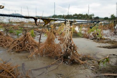 Legundi, Lampung, Endonezya kıyı sularında yosun yetiştirme