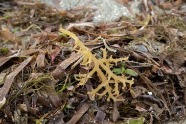 Çiftlikteki yosunlara yakın çekim