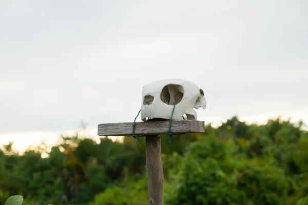 Cráneo Animal Poste Madera Con Naturaleza Indonesia — Foto de Stock