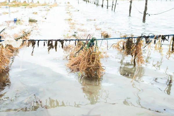 Legundi, Lampung, Endonezya kıyı sularında yosun yetiştirme