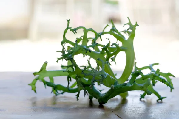 Eucheuma Cottoni seaweed isolated on nature background