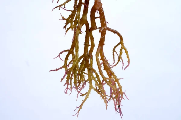 Świeże Wodorosty Morskie Graciillaria Spp Izolowane Białym Tle — Zdjęcie stockowe