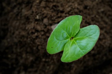 Tohumlar (Terminalia Catappa) verimli topraklarda yetişmeye başlar. tohumdan büyür