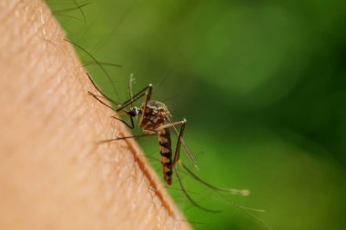 Aedes aegypti sivrisineği insan derisine kan emer.