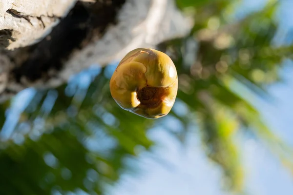 stock image Small coconuts fall from the coconut tree shooting from the bottom of the trunk upwards