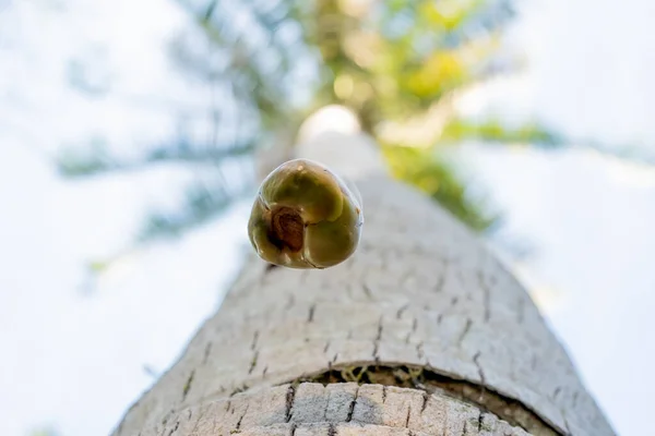 Małe Kokosy Spadają Drzewa Kokosowego Strzelając Dołu Bagażnika Górę — Zdjęcie stockowe