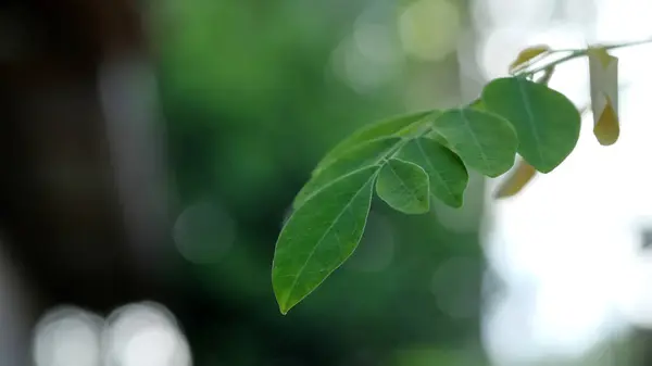 Medicinal Plants Moringa Oleifera Leaves Space Text Copy Space — Stock Photo, Image
