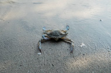 Sahilde yüzen mavi yengeç. Dalgalar altında yüzen yengeçler