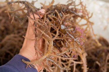 Taze hasat edilmiş deniz yosunu. Gigartina pistillata, Gigartina ailesinden yenebilir bir kırmızı deniz yosunudur.
