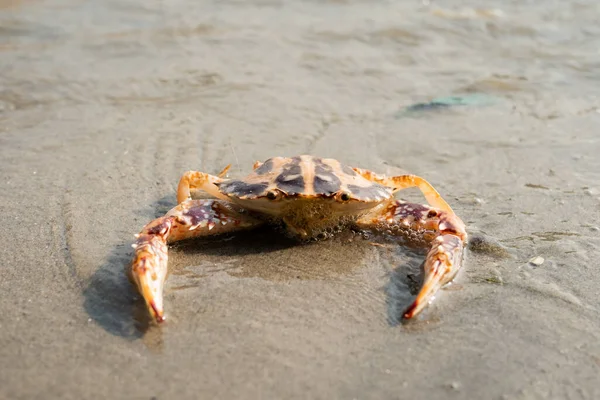 stock image Cute red crab on the sandy beach. Crab floating at low tide