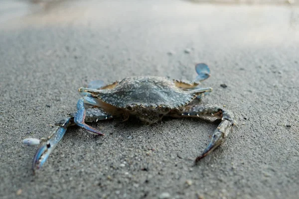 stock image Blue crab floating on the beach. floating crabs at low tide