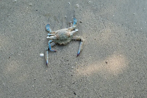 Blå Krabbe Som Flyter Stranden Flytende Krabber Ved Lavvann – stockfoto