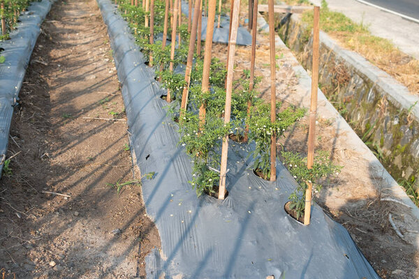 Ряды овощей чили, растущих на сельскохозяйственных плантациях. сельское хозяйство. Фермерский пейзаж. селективный фокус