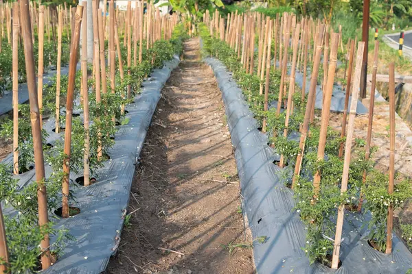Fileiras Legumes Pimentão Que Crescem Plantação Agrícola Agricultura Paisagem Agrícola — Fotografia de Stock