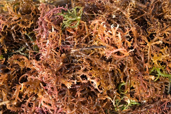 Seaweed Drying Gigartina Pistillata Edible Red Seaweed Gigartina Family — Stock Photo, Image