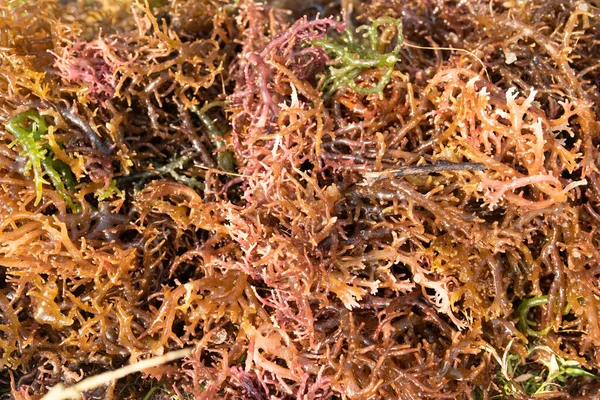 Seaweed drying. Gigartina pistillata is an edible red seaweed in the Gigartina family