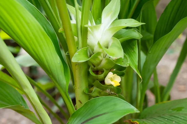 Trópusi Növényfajok Kertben Kurkuma Virág — Stock Fotó