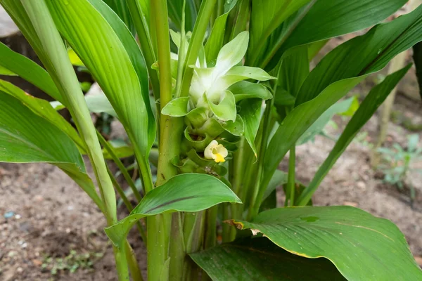Kwiat Kurkumy Tropikalne Gatunki Roślin Ogrodzie — Zdjęcie stockowe