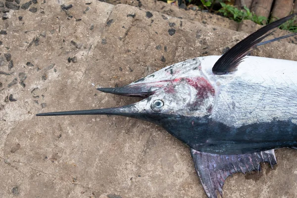 A marlin fish that is caught and will be sold at the fish market.