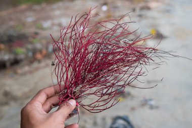 Gigartina Pistillata olarak da bilinen bir adamın elindeki kırmızı deniz yosununa yaklaş.