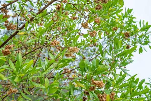 Dodonaea Viscosa Shrub Also Known Boardleaf Hopbush Species Sapindaceae Family — Stock Photo, Image