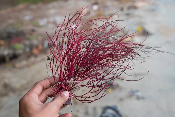 Close up of a red seaweed in a man\'s hand which is also known as gigartina pistillata
