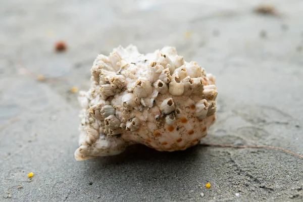 stock image A snail shell in the sand on the beach.