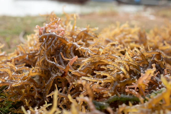 Seaweed Drying Harvested Algae Dried Sun Drained Being Sold — Stock Photo, Image