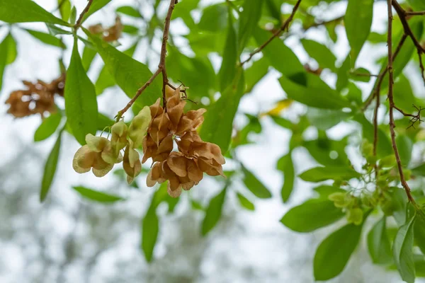 Dodonaea Viscosa çalısı, Sapindaceae familyasından tropik bölgede yaşayan bir ağaçkakan türü..