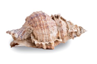 Beyaz arkaplanda deniz kabuğu kabuğunun makro görüntüsü