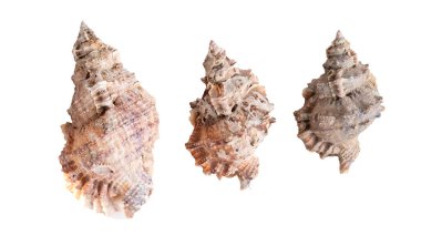 Beyaz arkaplanda deniz kabuğu kabuğunun makro görüntüsü