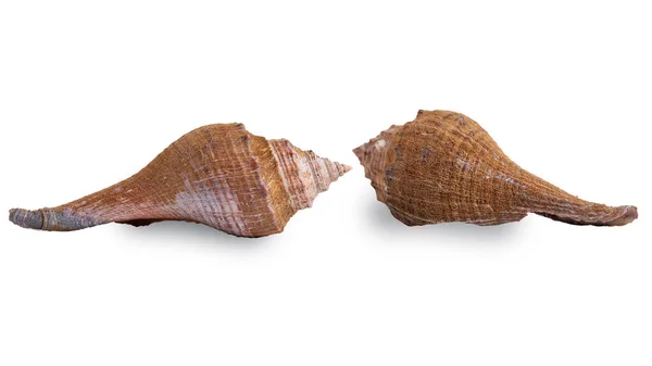 白い背景に貝殻のマクロショット — ストック写真