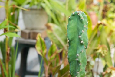 Bir bitkinin üzerindeki kaktüs bitkisinin yakın çekimi..