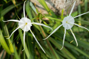 Hymenocallis Specosa, Hymenocallis familyasından bir örümcek türü..