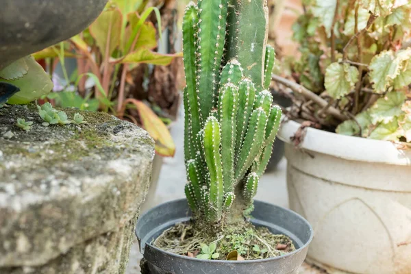Piante Cactus Vaso Raccolta Piante Cactus Negozio Piante — Foto Stock