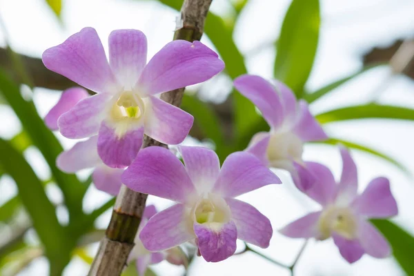 具有自然叶背的树枝上的紫色兰花 — 图库照片