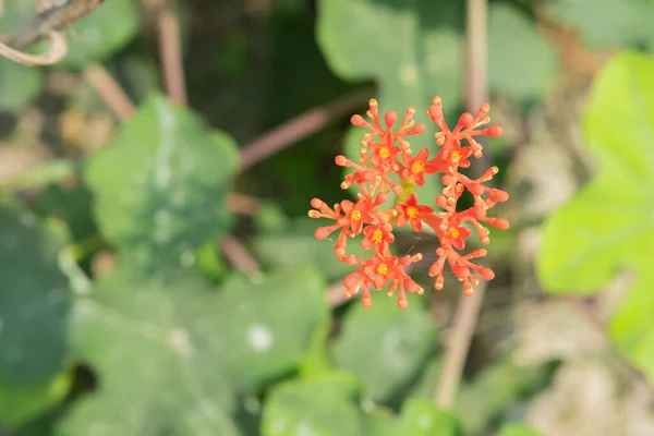 Jatropha Curcas Planta Frutífera Com Flores Vermelhas Brilhantes Quando Torna — Fotografia de Stock