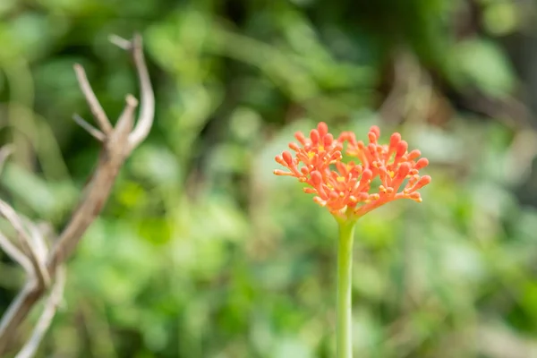 Jatropha Curcas Οπωροφόρο Φυτό Έντονα Κόκκινα Λουλούδια Όταν Γίνεται Φρούτο — Φωτογραφία Αρχείου