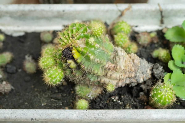 Kaktuspflanzen Töpfen Sammlung Von Kaktuspflanzen Pflanzenladen — Stockfoto