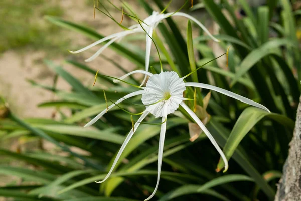水仙花属 Hymenocallis Speciosa 或俗称蜘蛛花属 Spiderlily 是水仙花属 Hymenocallis 的一种 在阳光下开花于花园 — 图库照片
